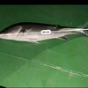 ＜【SSO＝安全】みたいな風潮はどうなのだろうか＞