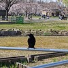 季節の訪れとカラス