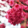 緋寒桜が満開