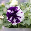 「グリーンプラザ山長（奈良県生駒市） - 今日のおすすめ植物5選（2025年5月23日）」