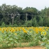 ひまわり畑へいってきました🌻🚗