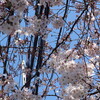 自由が丘　桜		