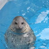 ゴマフアザラシ達はみんなこっちを見ていった・・・男鹿水族館GAO