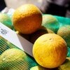 賢治ガーデンの「野菊」類を整理しています。