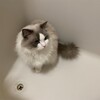 朝からころりんしてとても甘えてくれたふくちゃん