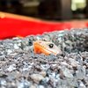 生き物たちの話を少しだけ。