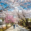 中山法華経寺の桜が咲きました。