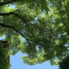 夏の朝の散歩