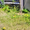 今まで雑草扱いしていて、ゴメンなさい💦