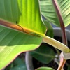 バナナ観察記録🍌ポット苗からプラ鉢植え替えで大きく成長中♪
