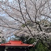 お花見がてら走ったりコストコへ行ったり
