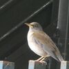 ヒキガエルの卵が成長中
