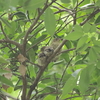 オオムシクイ・キビタキ・サンショウクイの声(大阪城野鳥探鳥20220611 4:35-10:00)