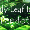 ペリドット（ウォーター・リリー・リーフ・インクルージョン）：Water Liliy Leaf Inclution In Peridot