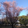 桜🌸〜