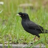 ２０２２年４月　柏尾川にて野鳥観察