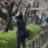 　桜の風景-撮影