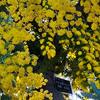 春を告げる花、ミモザ