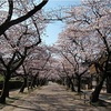 2025年の桜（九州地方）の満開ラッシュ！　