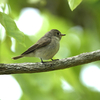 隣の隣の県に鳥を見に行った日記（２０２３　０５０５）その４。