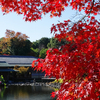 白鳥庭園の紅葉の錦