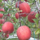 🍎青森りんご 佐々木農園🍏