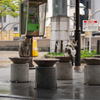 近隣繁華街のねこさん