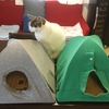 猫テント