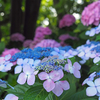 上野ランチ＆かき氷と上野恩賜公園の紫陽花♪