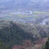 日和田山の山桜