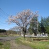 本日の桜