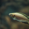 ペリソダス・ミクロレピス Perissodus microlepis