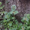 Lamium amplexicaule　ホトケノザ