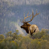 The Essential Elk Hunting Tip