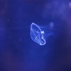 コブエイレネクラゲ Eirene lacteoides