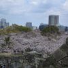 今日もお花見・舞鶴公園