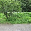 昨日の草刈り