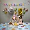 ベル５歳おめでとう🎁🎂🐶🎉