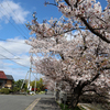 お花見からお花見のはしご。