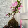 苔玉桜の開花始まる