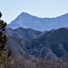 秩父市両神山系に「節分草と福寿草」を見に行く