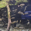 千歳水族館の千歳川ロードと世界の淡水魚ゾーン