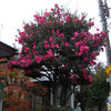 神奈川もサザンカの花咲く