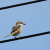 高鳴き前のモズとオジロワシ