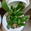 🌵多肉植物  秋の植え替え作業㊱🌵