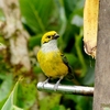 コスタリカ　サベグレ谷の野鳥たち