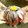 東京 新小岩「鉄の寿司」 秋刀魚刺し