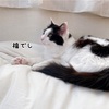 調理実習、何作る？