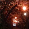 夜桜〜〜