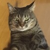[[家族]]　バカ猫！